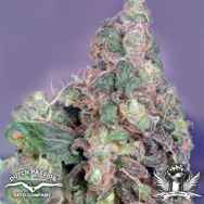 Dutch Passion Seeds Flo